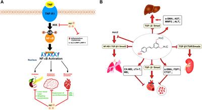 Pterostilbene in the treatment of inflammatory and oncological diseases